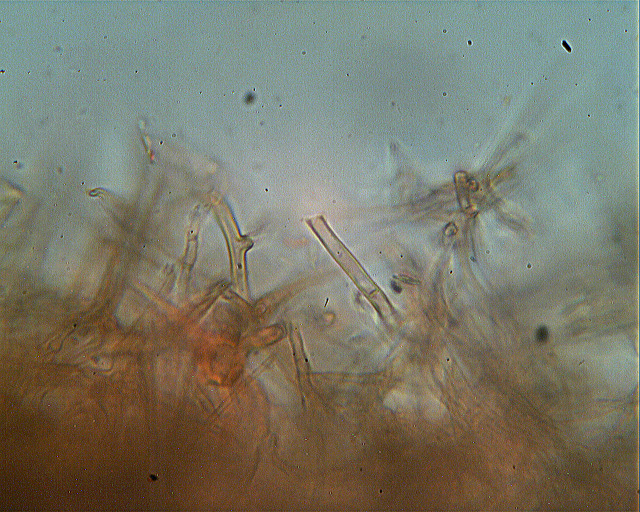 Asterostroma laxum Bres. (1920)
